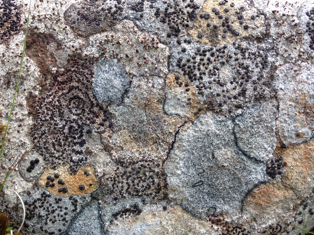 Lichen community on acid rock © April Windle