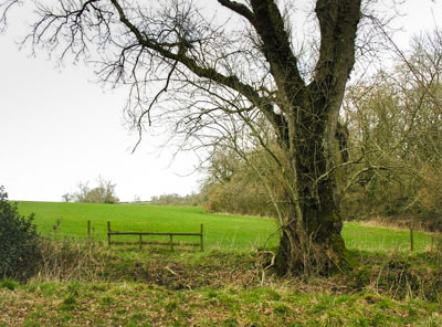 Boundary ash Dorset with the UK BAP lichen Wadeana dendrographa - Photo © Neil Sanderson