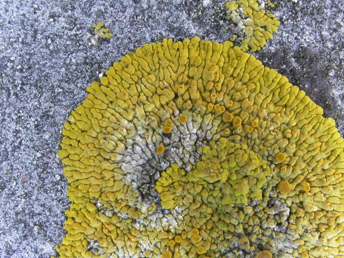 The golden crustose lichen Caloplaca flavescens on limestone