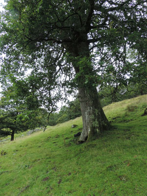 Rydal Park, Middle Park. Lecanora quercicola tree