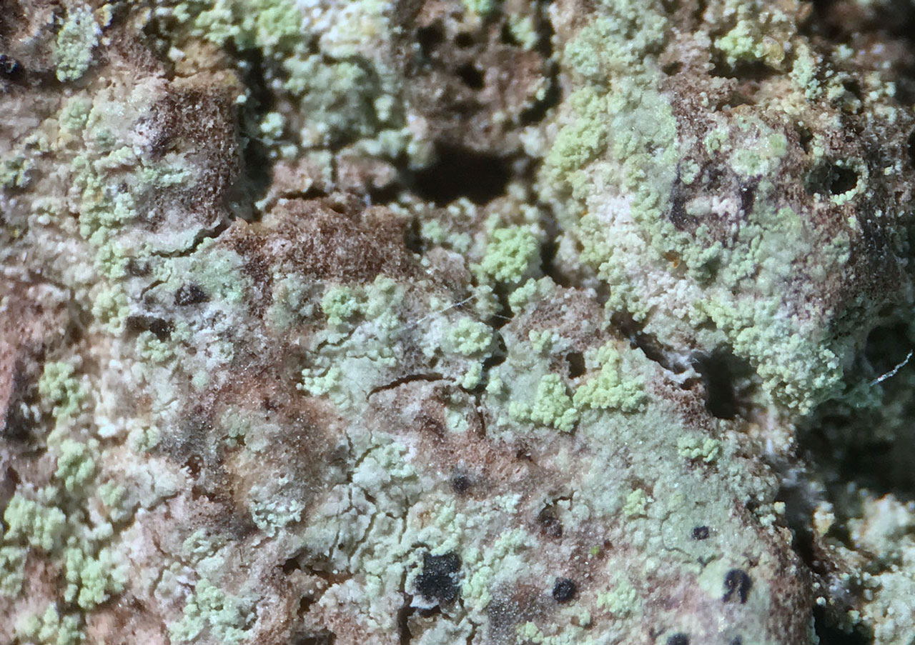 Mycoblastus caesius, Whitley Wood, New Forest