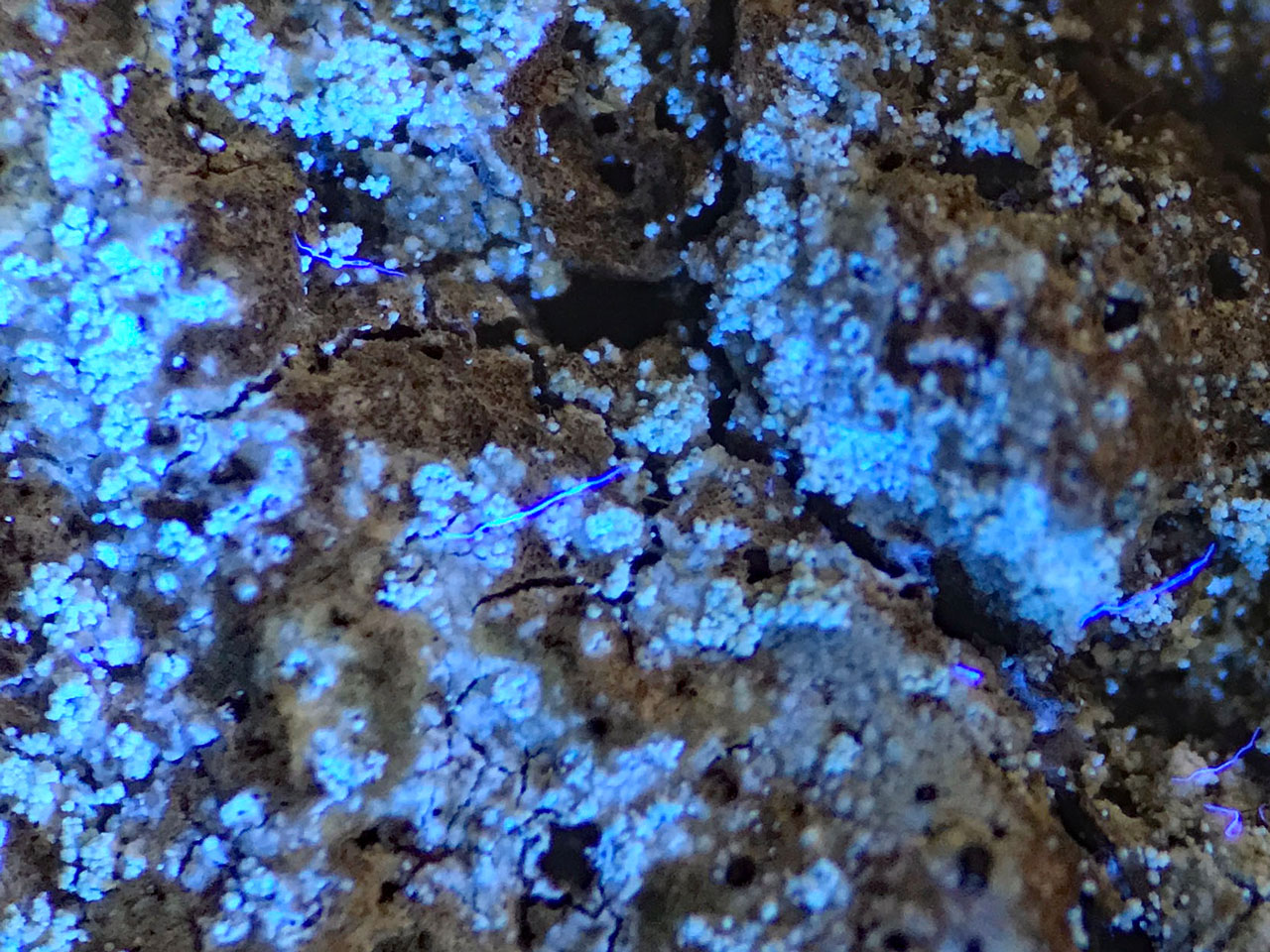 Mycoblastus caesius, UV, Whitley Wood, New Forest