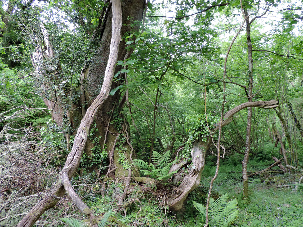 Bacidia subturgidula, habitat on Oak lignum, Bovey Valley, Devon