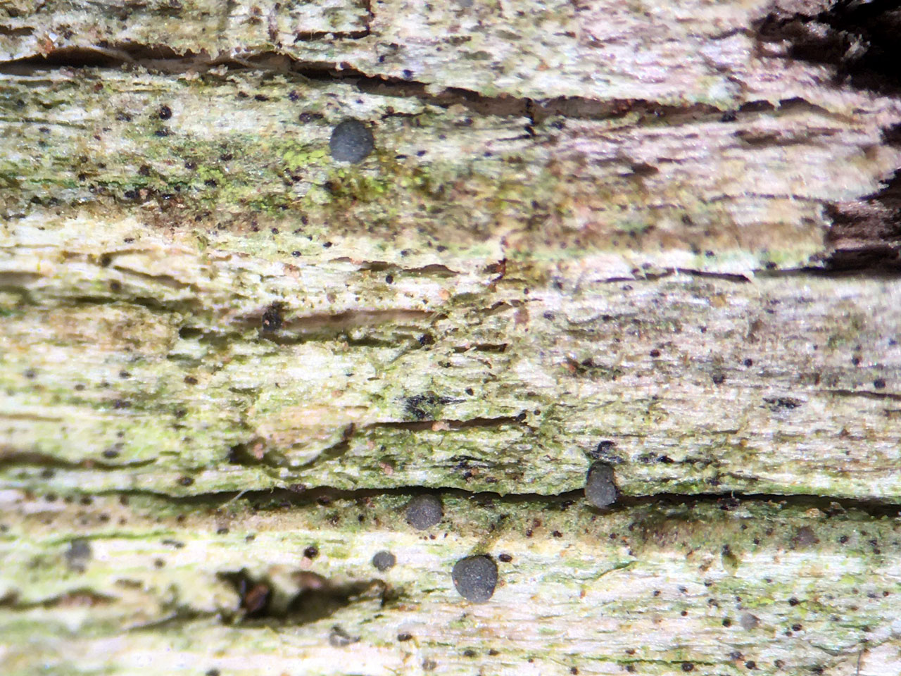 Bacidia subturgidula, Oak lignum, Hawkcombe, Exmoor