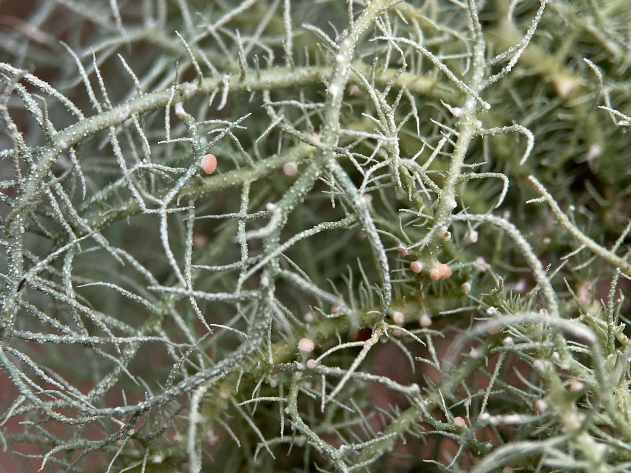 Biatoropsis hafellneri, Usnea cornuta, Holly, Tantany Wood, New Forest