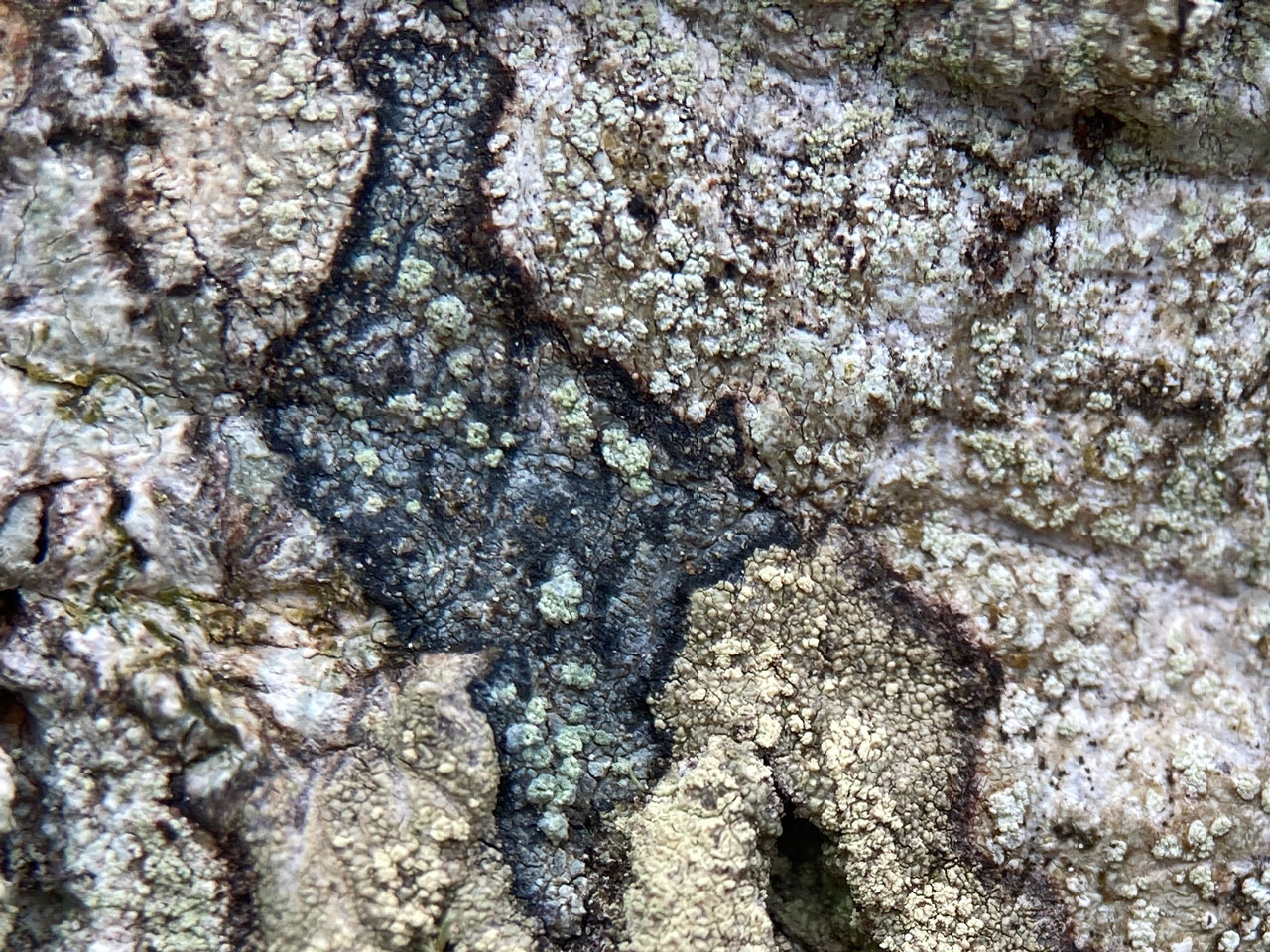 Mycoblastus caesius, Beech, Rushpole Wood, New Forest