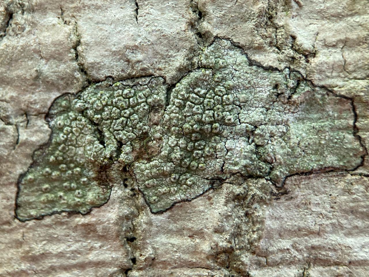 Pertusaria hymenea, Beech, Busketts Wood, New Forest