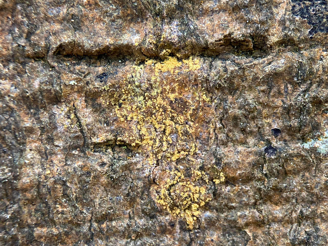 Zwackhia sorediifera, Beech, Vinney Ridge, New Forest