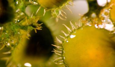 Teloschistes chrysophthalmus - © Paul Whelan