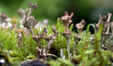 Cladonia cervicornis ssp. verticillata - © Paul L. Smith