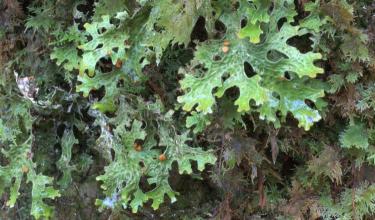 Lobaria pulmonaria - © Alan D. Hale