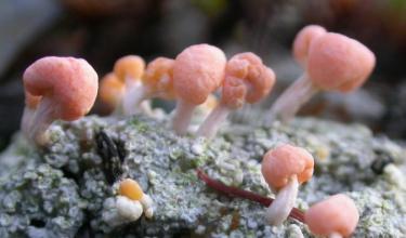 Dibaeis baeomyces