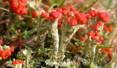 Cladonia diversa - © Ray G. Woods