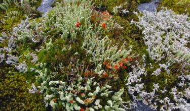 Cladonia display - © Karen Dillman
