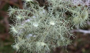 Usnea florida - © Alan D. Hale