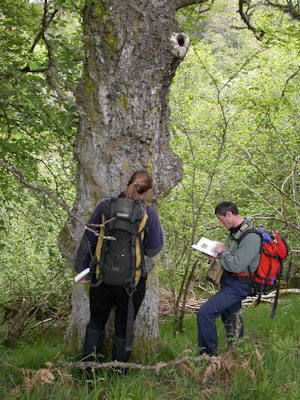 Identification General - Site Condition Monitoring Moniack Ravine, Sandy Coppins