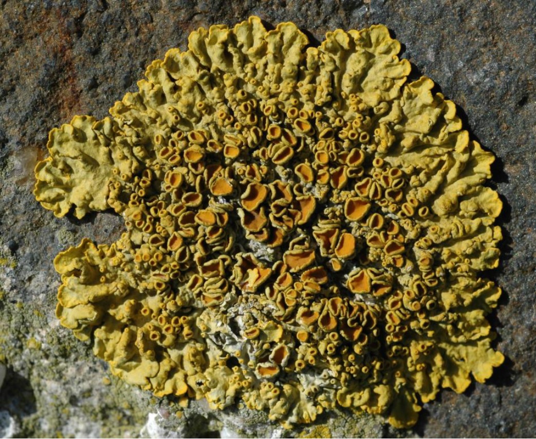 Xanthoria parietina © Mike Sutcliffe