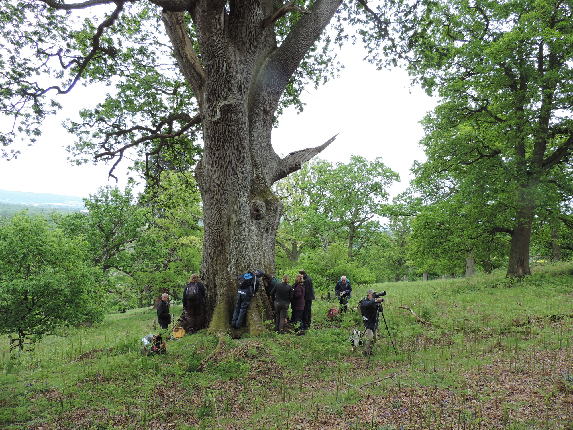 Moccas Park 2018, BLS survey meeting