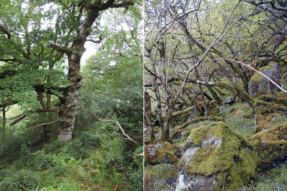 Southern oceanic woodland with ancient Oak at Cloutsham Ball, Exmoor & Hazel dominated Temperate Rainforest at Ellary, Knapdale (Neil A Sanderson)