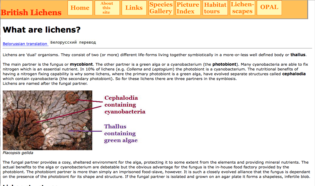 screenshot from British Lichens website