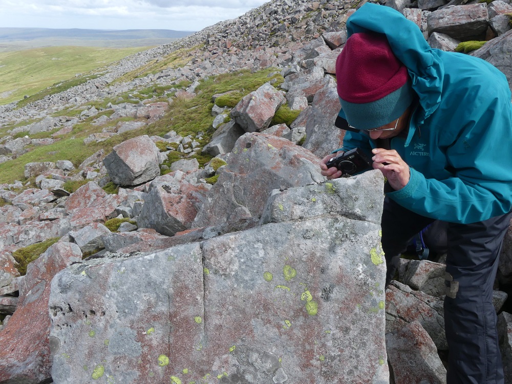 Caz Walker photographing Umbilicaria hyperborea on Cross Fell © Chris Cant
