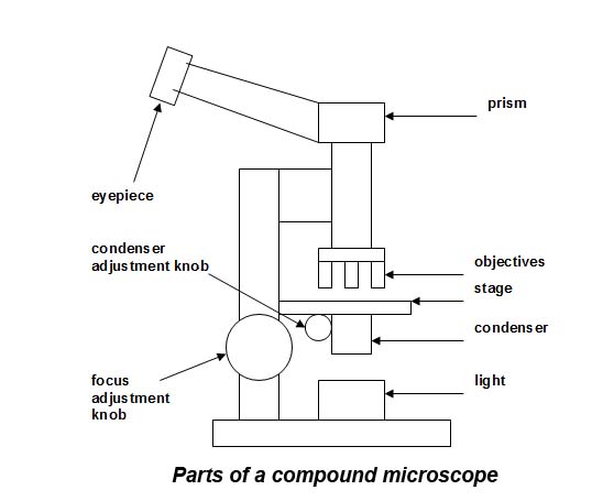 Parts of a compound microscope