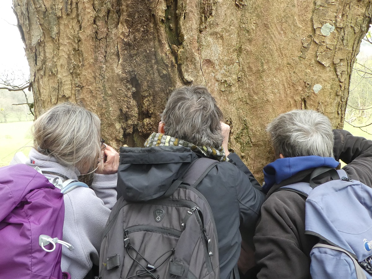 CLBG lichenologlists inspecting a tree