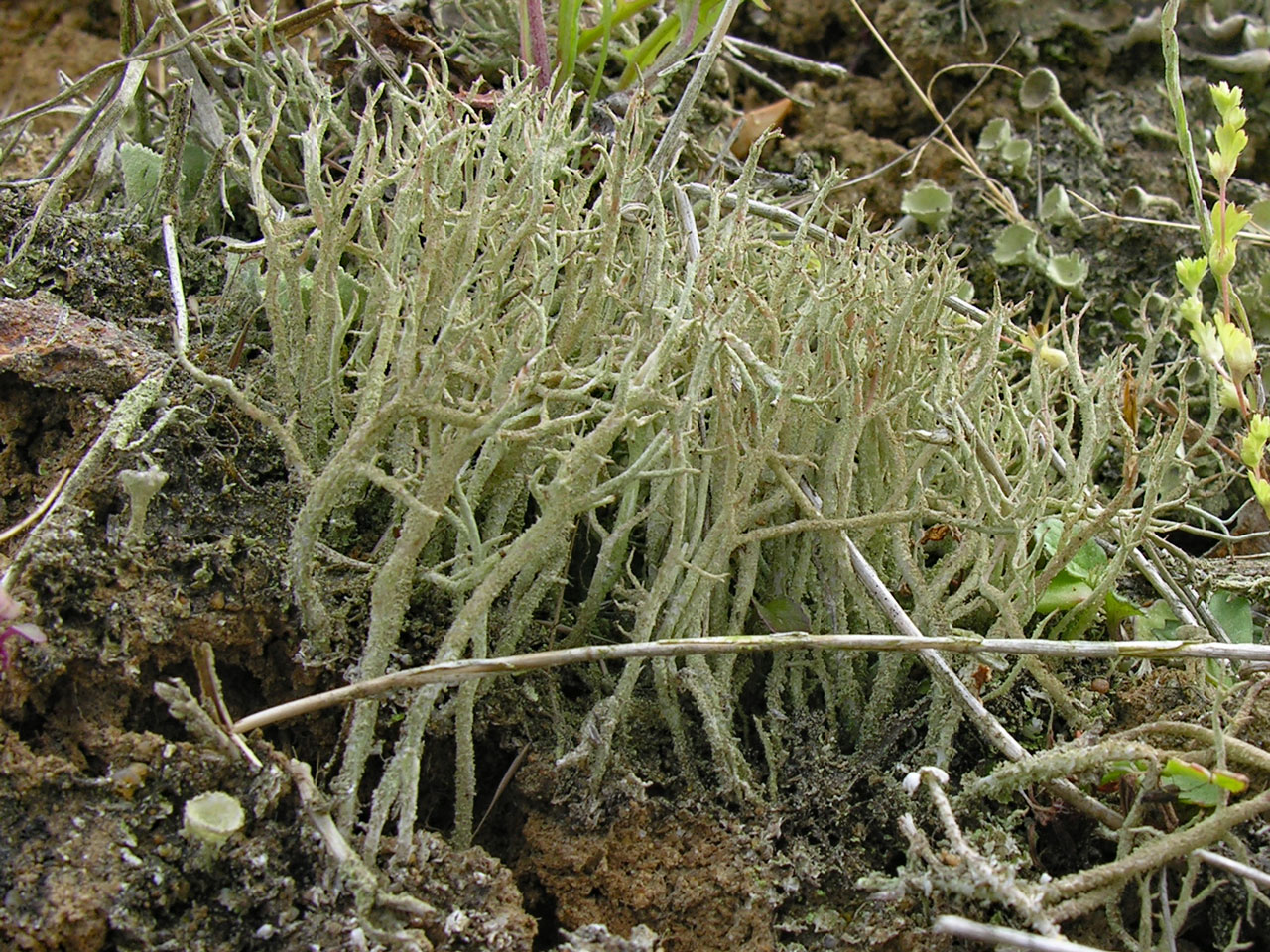 Cladonia scabriuscula, old gravel pit, Frithend, North Hampshire © Neil A Sanderson Cladonia scabriuscula, Frithend, North Hampshire