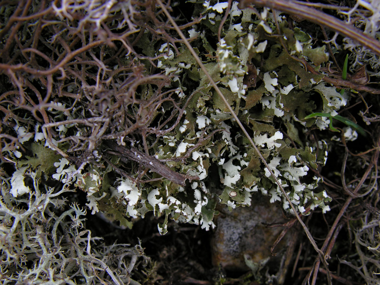 Cladonia foliacea, with Cladonia furcata subsp. furcata, costal shingle, Dungeness, Kent © Neil A Sanderson  Cladonia foliacea, Dungeness