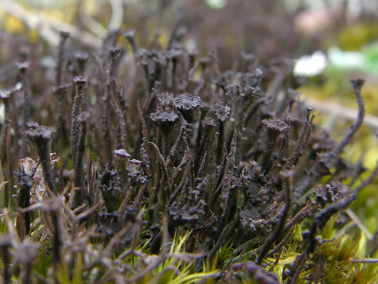 Cladonia gracilis, dark brown form, on stable shingle, Dungeness, Kent © Neil A Sanderson Cladonia gracilis, Dungeness, Kent
