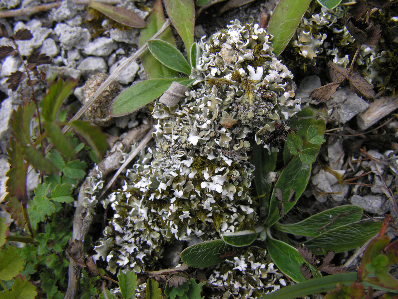 Cladonia symphycarpa, K+ yellow to red chemotype, on 19th C chalk spoil heap, Micheldever Chalkies, N Hants © Neil A Sanderson Cladonia symphycarpa, Micheldever, N Hants