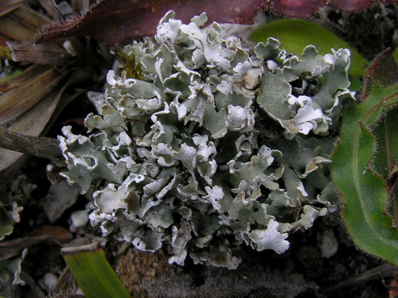 Cladonia symphycarpa, K+ yellow to red chemotype, brown apices of some squamules visible, on 19th C chalk spoil heap, Micheldever Chalkies, N Hants © Neil A Sanderson Cladonia symphycarpa, Micheldever, N Hants