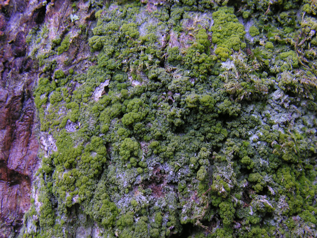 Coenogonium nimisii, James Hill, New Forest