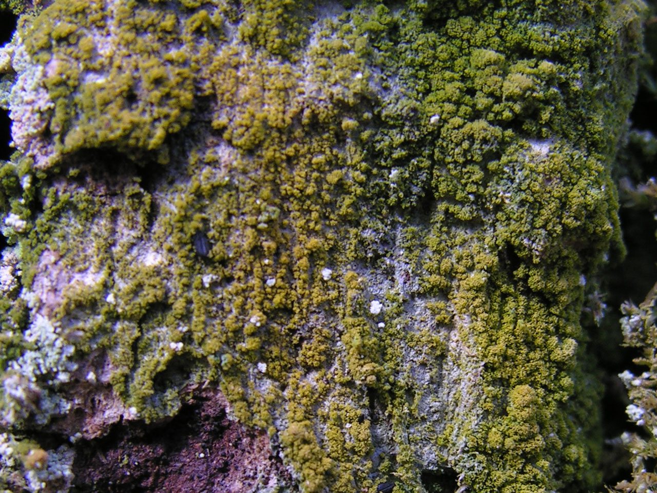 Coenogonium nimisii, Savernake Forest, Wiltshire