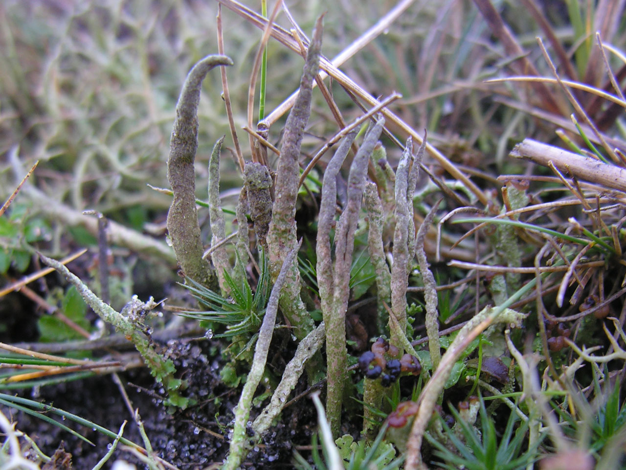 Cladonia cornuta, in lichen rich grey dune, Winterton on Sea, Norfolk © Neil A Sanderson Cladonia cornuta, Winterton on Sea, Norfolk