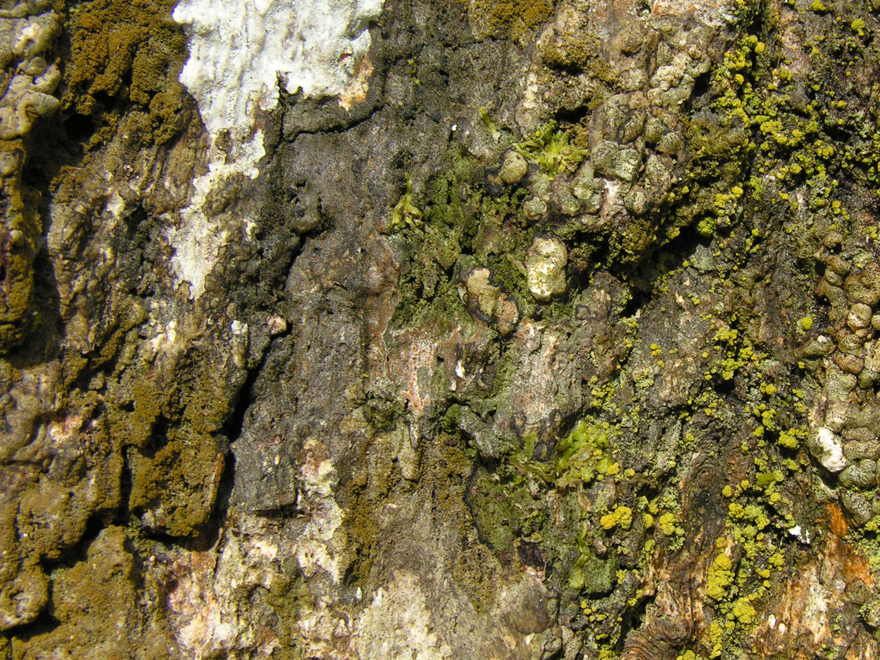 Porina hibernica, Porina coralloidea, Coenogonium nimisii, New Forest