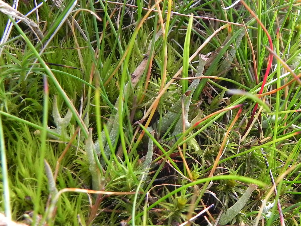 Cladonia maxima, in U12 late snow-lie vegetation, Wells of Dee, Mar Lodge Estate, Cairngorms © Neil A Sanderson Cladonia maxima, Mar Lodge Estate, Cairngorms