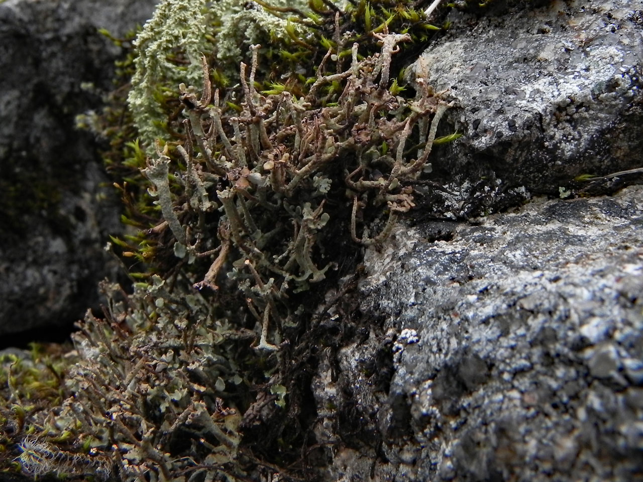 Cladonia trassii, boulder field in area of late snow lie in corrie, Garbh Choire Mor, Cairngroms © Neil A Sanderson Cladonia trassii, Garbh Choire Mor, Cairngroms