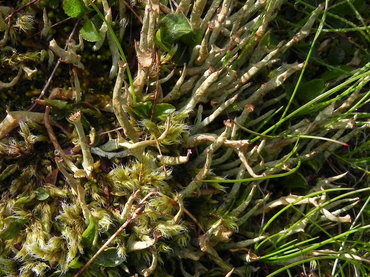 Cladonia maxima, in U12 late snow-lie vegetation, Cairn Lochan, Beinn Macduibh, Cairngorms © Neil A Sanderson Cladonia maxima, Beinn Macduibh, Cairngorms