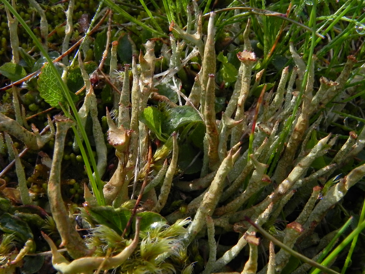 Cladonia maxima, in U12 late snow-lie vegetation, Cairn Lochan, Beinn Macduibh, Cairngorms © Neil A Sanderson Cladonia maxima, Beinn Macduibh, Cairngorms