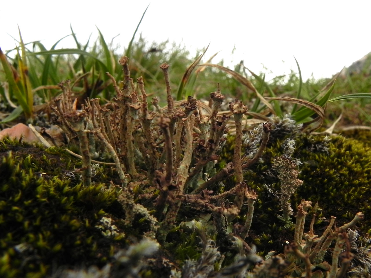 Cladonia trassii, Beinn Macduibh, Cairngroms