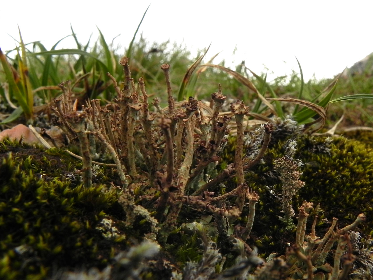 Cladonia trassii, in U12 snow patch vegetation, Beinn Macduibh, Cairngroms © Neil A Sanderson Cladonia trassii, Beinn Macduibh, Cairngroms