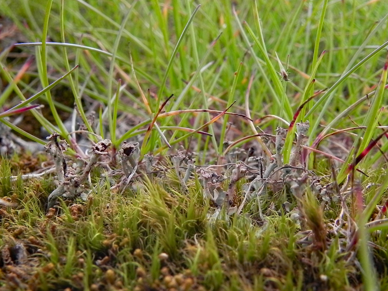 Cladonia trassii, in U12 snow patch vegetation, Garbh Uisge Beag, Beinn Macduibh © Neil A Sanderson  Cladonia trassii, Garbh Uisge Beag, Beinn Macduibh