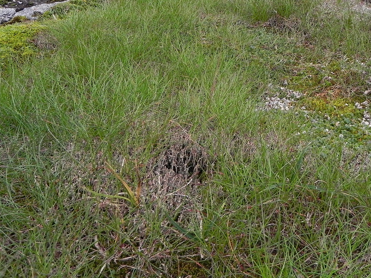 Cladonia trassii, half hidden in Deschampsia flexuosa in U12 snow patch vegetation, Garbh Uisge Beag, Beinn Macduibh © Neil A Sanderson  Cladonia trassii, Garbh Uisge Beag, Beinn Macduibh