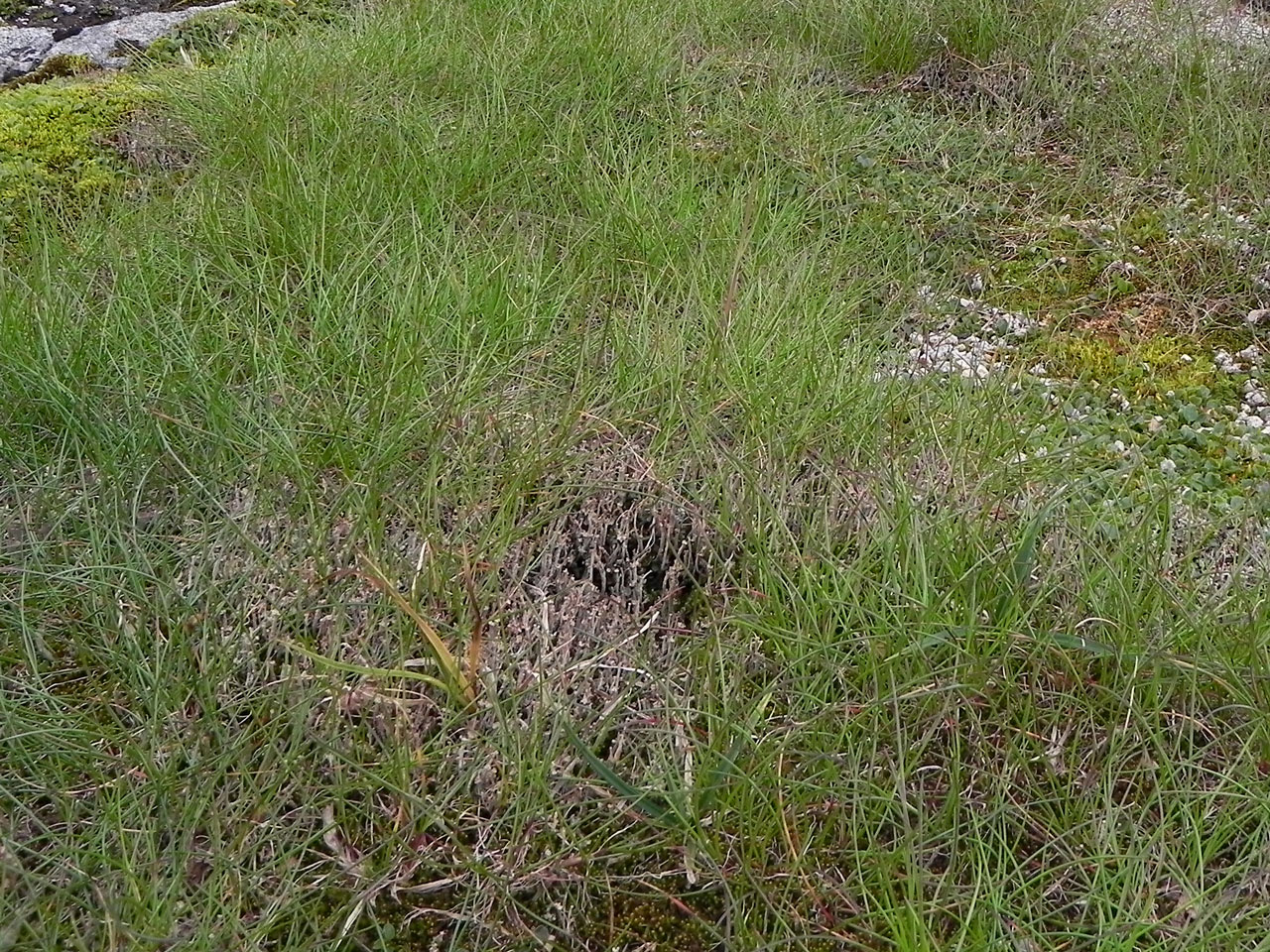 Cladonia trassii, Garbh Uisge Beag, Beinn Macduibh 