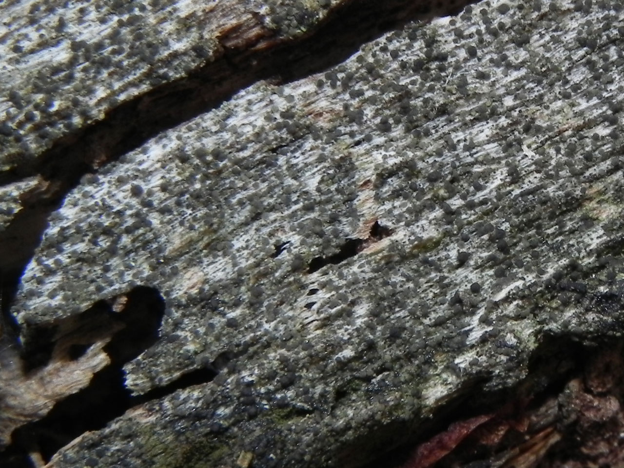 Micarea herbarum, Beech lignum, New Forest