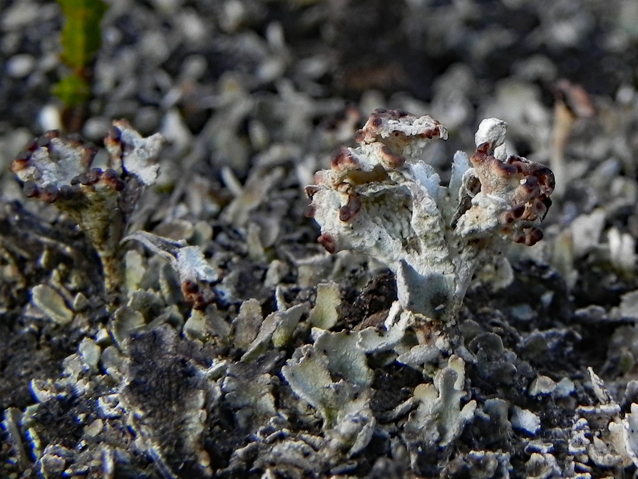 Cladonia subcervicornis, with distorted podetia, heath, White Moor, Lyndhurst, New Forest © Neil A Sanderson Cladonia subcervicornis, podetia, White Moor, New Forest