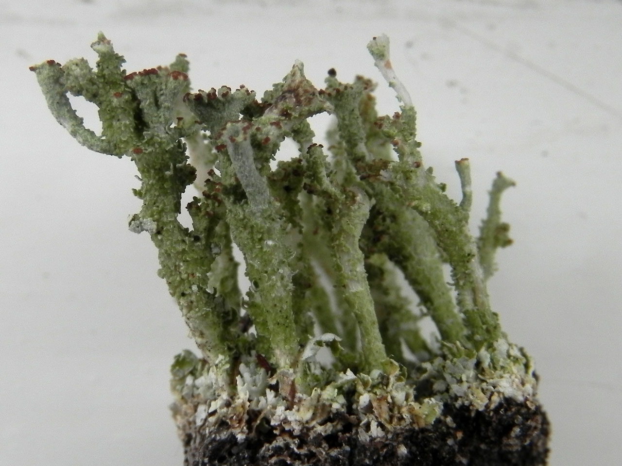 Cladonia ramulosa, hollow way in heathland, White Moor, Lyndhurst, New Forest © Neil A Sanderson Cladonia ramulosa, White Moor, Lyndhurst, New Forest