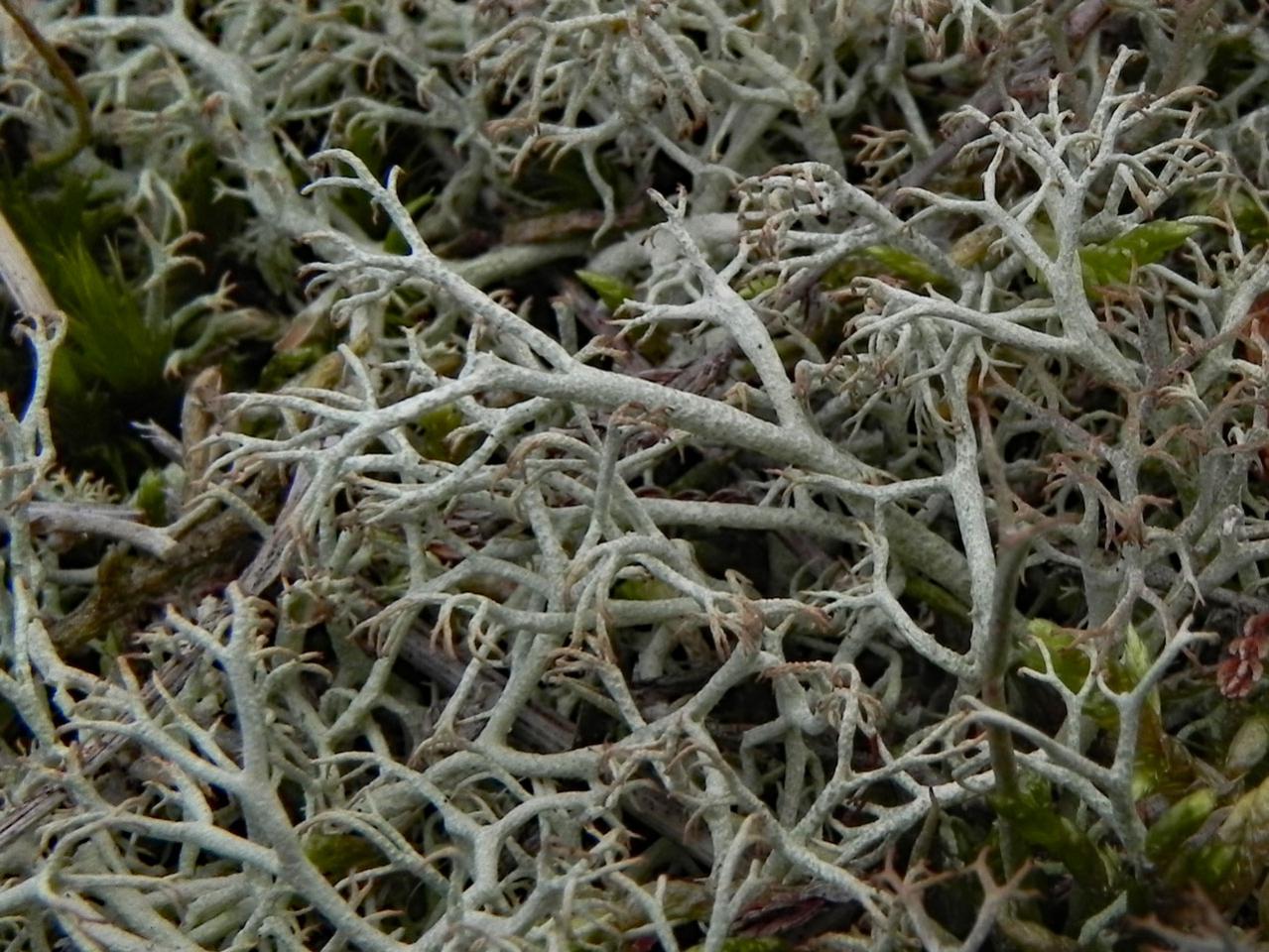 Cladonia ciliata var. tenuis, Copythorn Common, New Forest