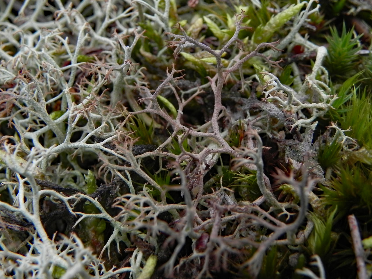Cladonia ciliata var. ciliata & C. ciliata var. tenuis, Copythorn Common, New Forest